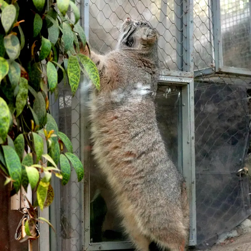 神戸どうぶつ王国のアズの写真