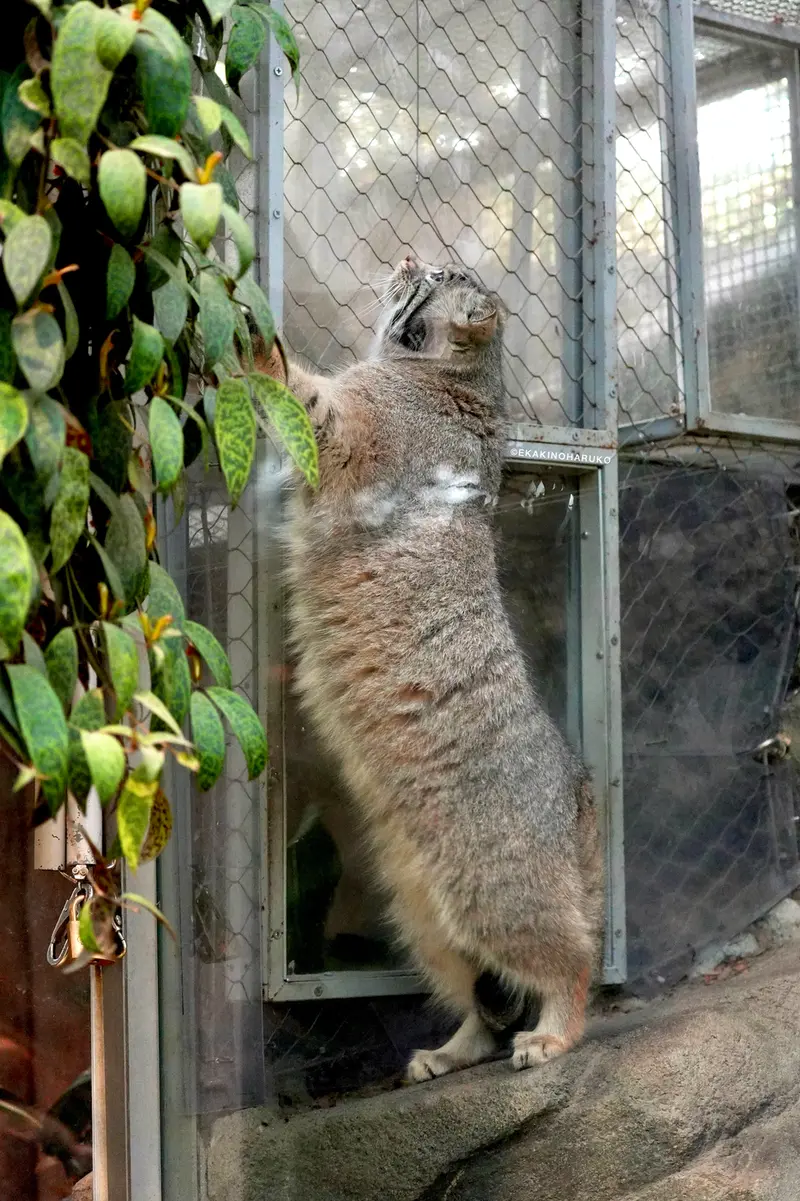 神戸どうぶつ王国のアズの写真