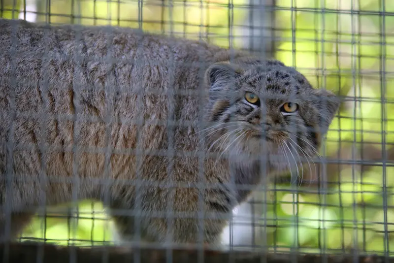 コシツェ動物園のアラニの子（2026年生まれ）Ⅰの写真