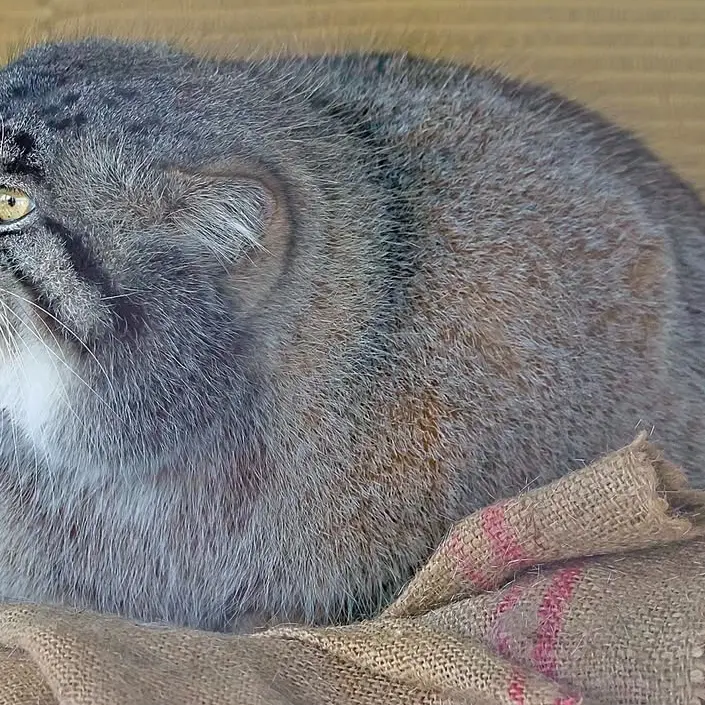 マヌルネコの写真
