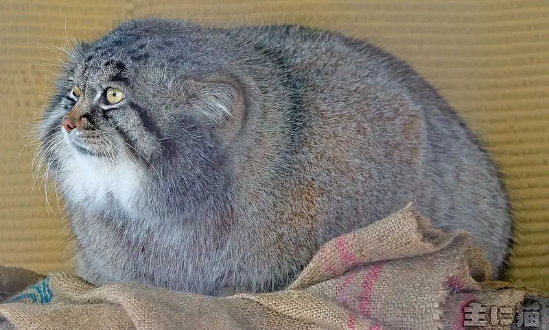 マヌルネコの写真