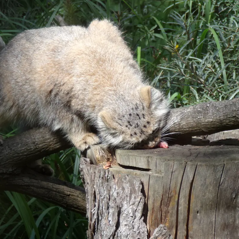 ヴロツワフ動物園のザリナの写真