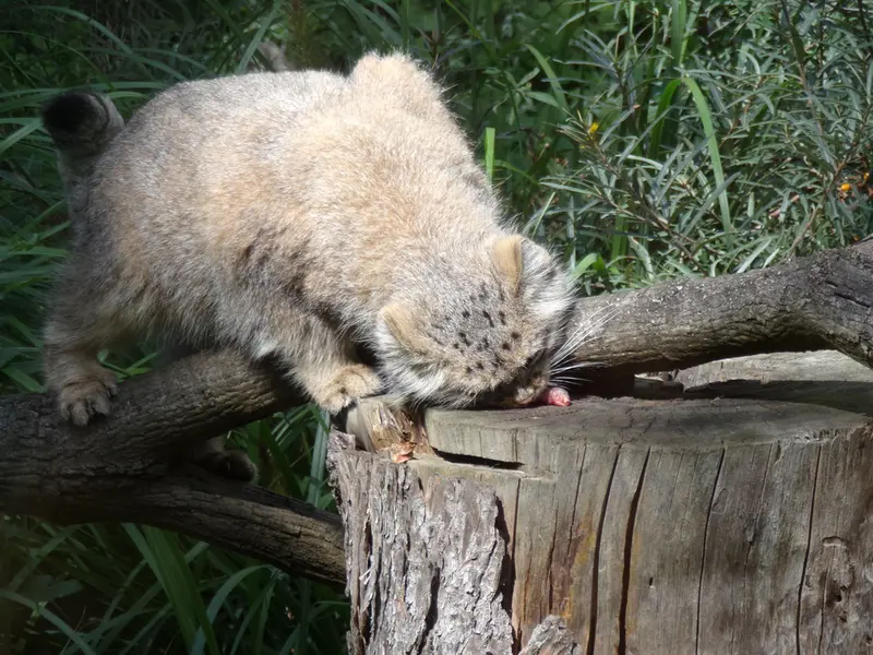 ヴロツワフ動物園のザリナの写真