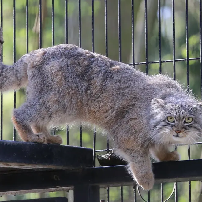 クラクフ動物園のツァスの写真