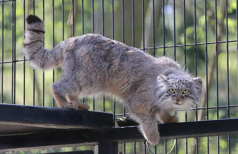 クラクフ動物園のツァスの写真
