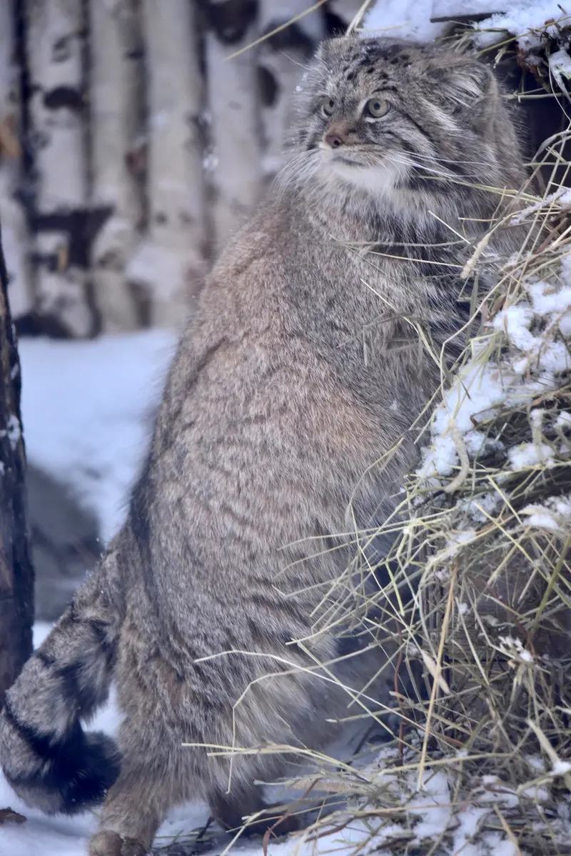 ノヴォシビルスク動物園のラストチカの写真