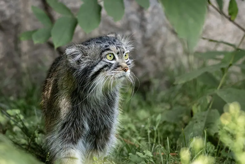 モスクワ動物園のティモフェイの写真