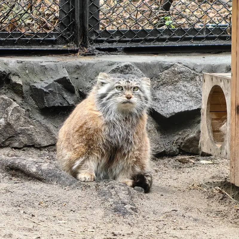 ノヴォシビルスク動物園のラストチカの写真