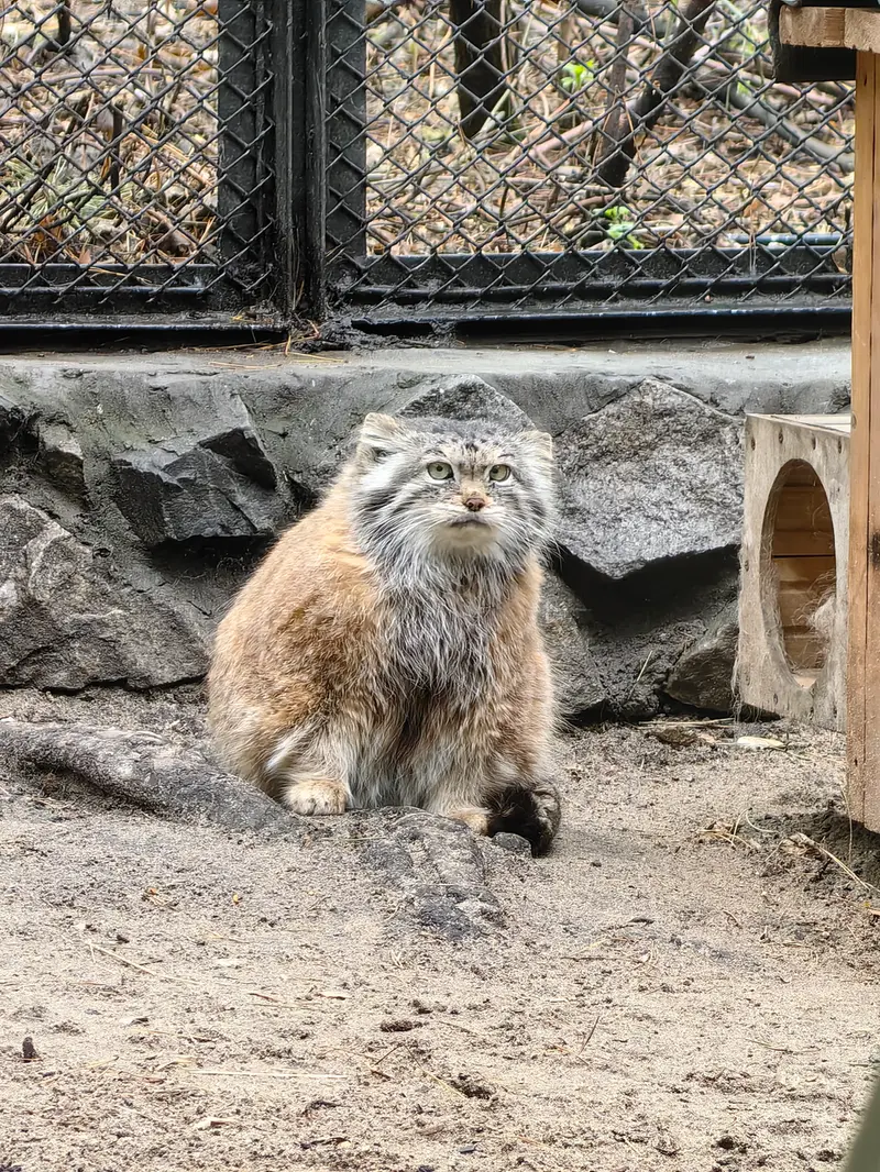 ノヴォシビルスク動物園のラストチカの写真