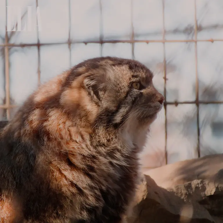 カルガリー動物園 / ワイルダー研究所のオラフの写真