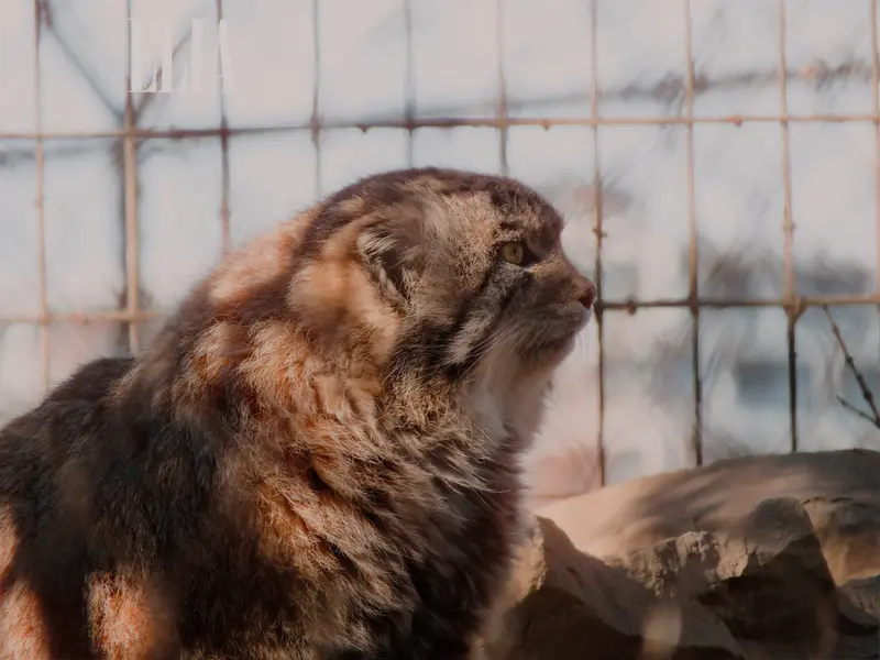 カルガリー動物園 / ワイルダー研究所のオラフの写真