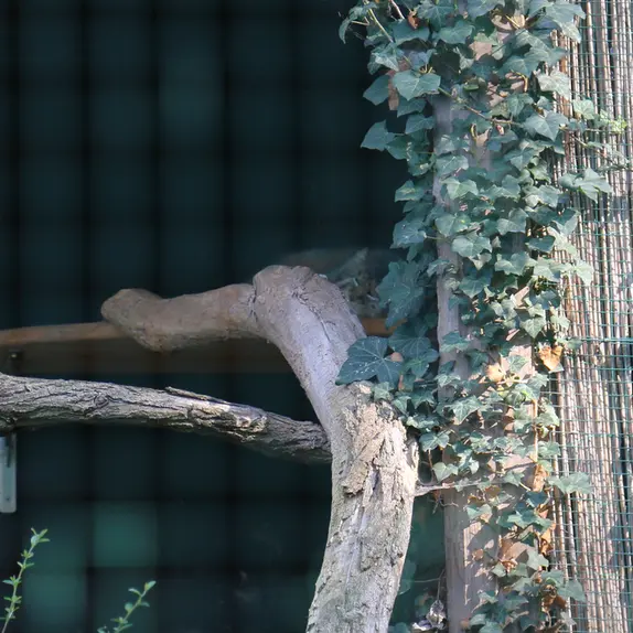 デッサウ動物園のデルスの写真