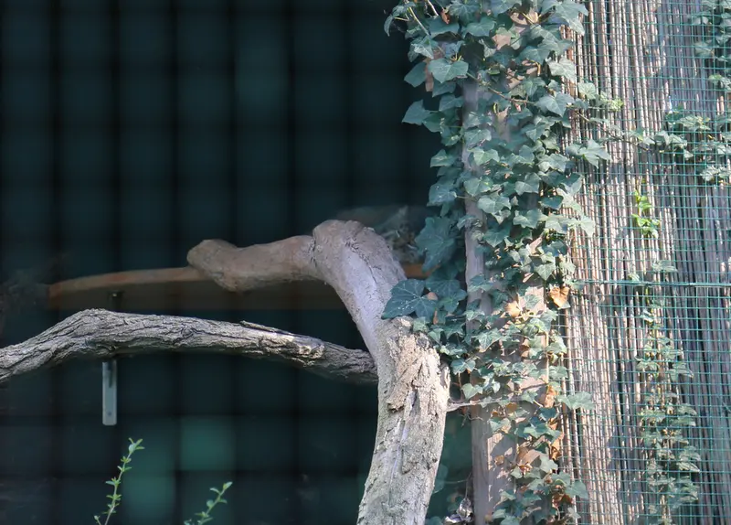 デッサウ動物園のデルスの写真