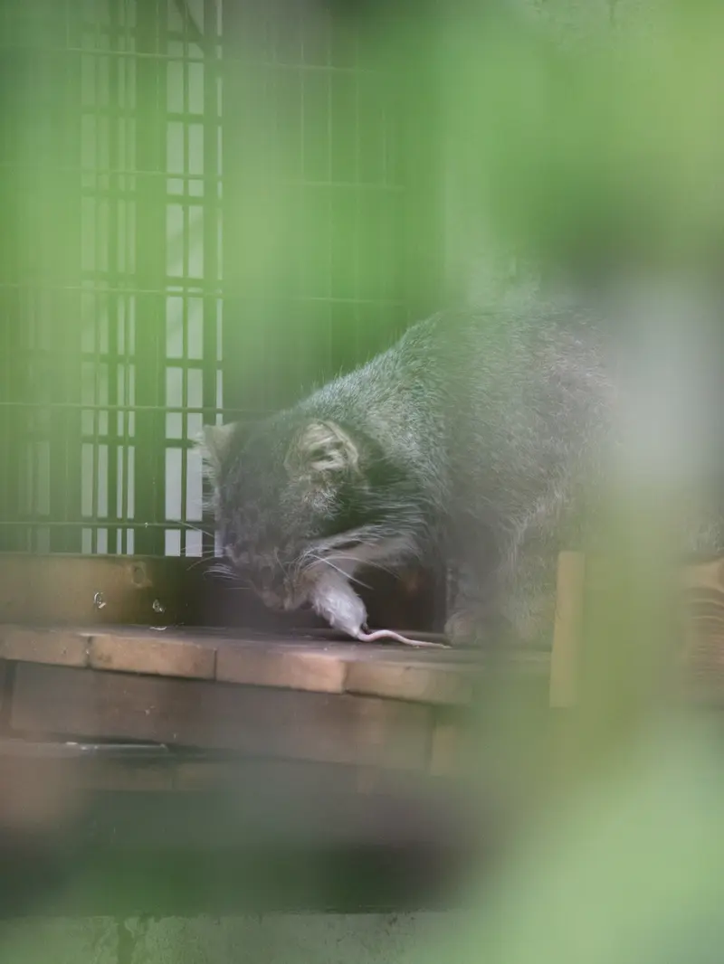 野毛山動物園のフィーガの写真