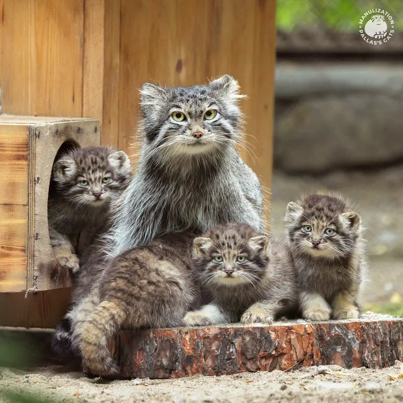 ノヴォシビルスク動物園のスネジンカとメンスの写真