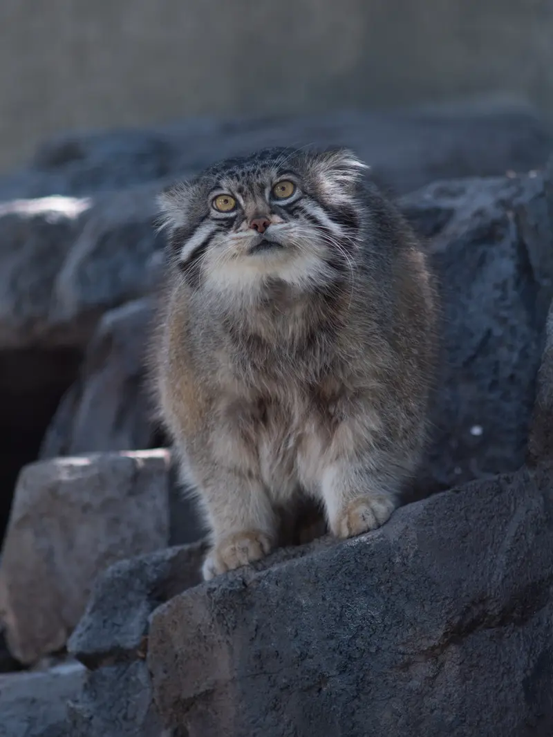 旭山動物園のグルーシャの写真