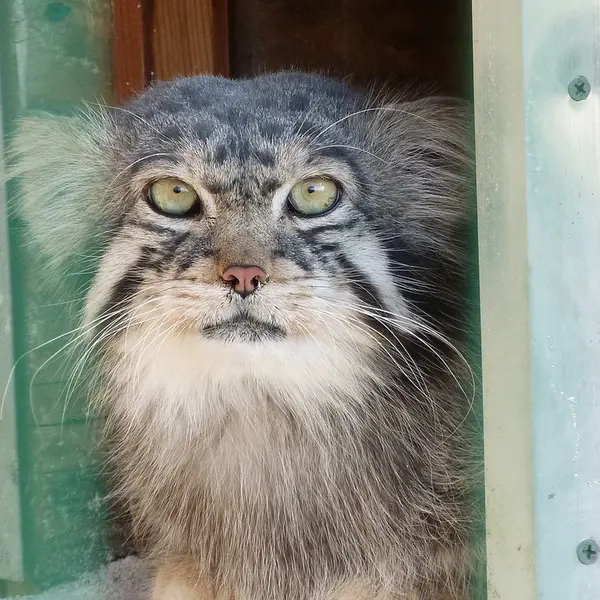 バルナウル動物園「レースナヤ・スカースカ」のチップの写真
