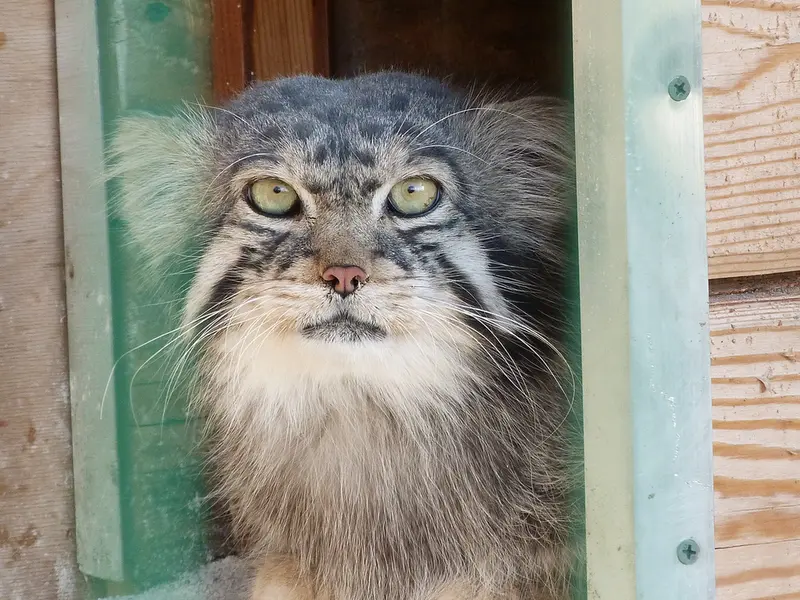 バルナウル動物園「レースナヤ・スカースカ」のチップの写真