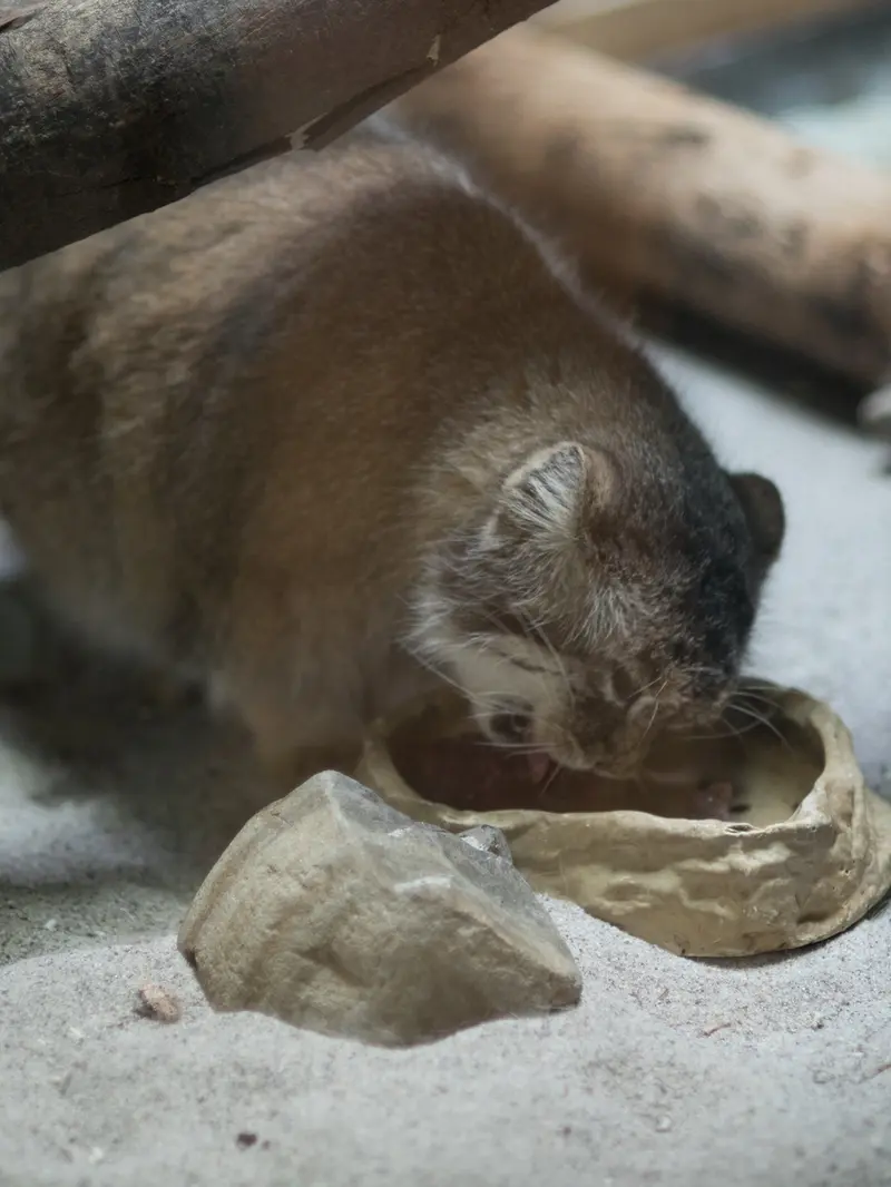 恩賜上野動物園のプリームラの写真