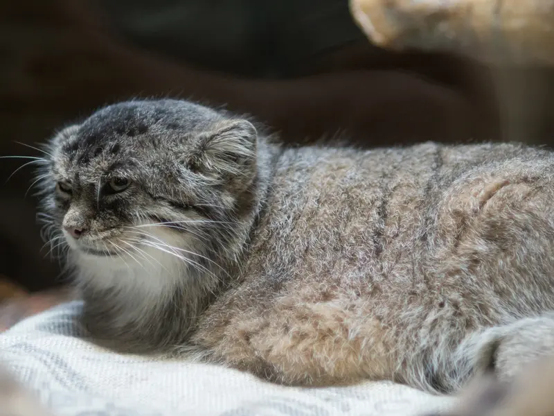 恩賜上野動物園のプリームラの写真