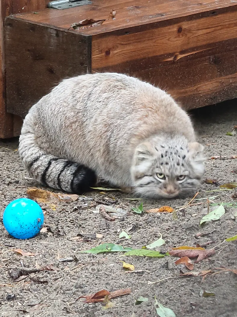 ノヴォシビルスク動物園のロロの娘 b.2026 Ⅰの写真