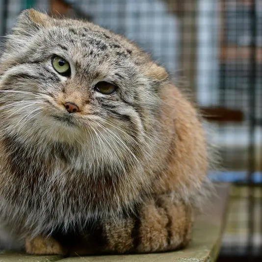 イフラヴァ動物園のウェンズデーの写真