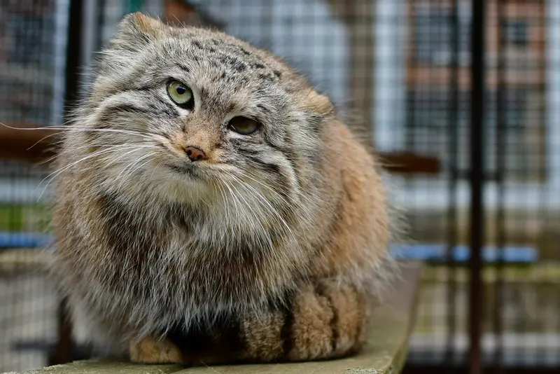 イフラヴァ動物園のウェンズデーの写真