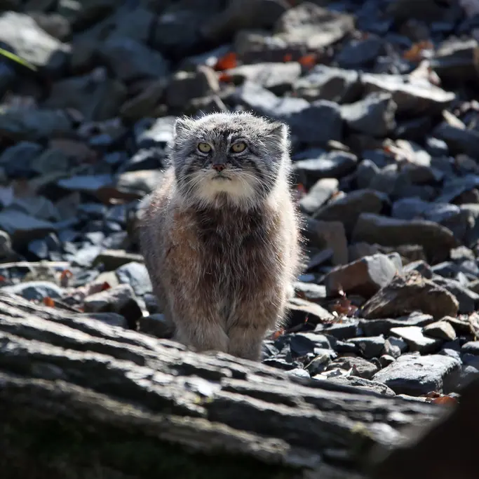 オストラヴァ動物園のモイラの写真