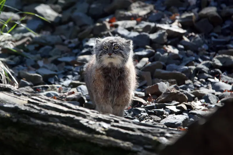 オストラヴァ動物園のモイラの写真