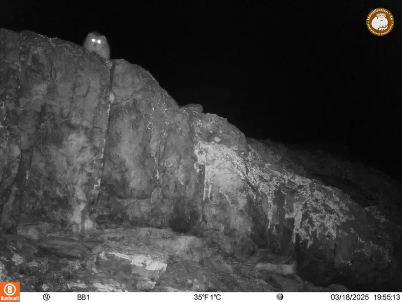 アクタス＝クンコラ［新］カメラトラップで撮影したOtocolobus manul manulの写真