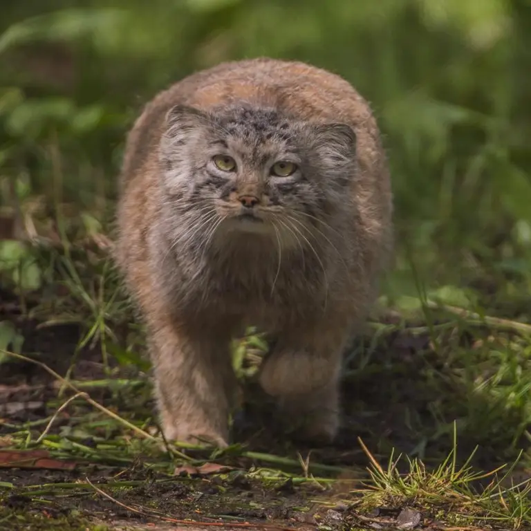 チェスター動物園のマヌルネコの写真