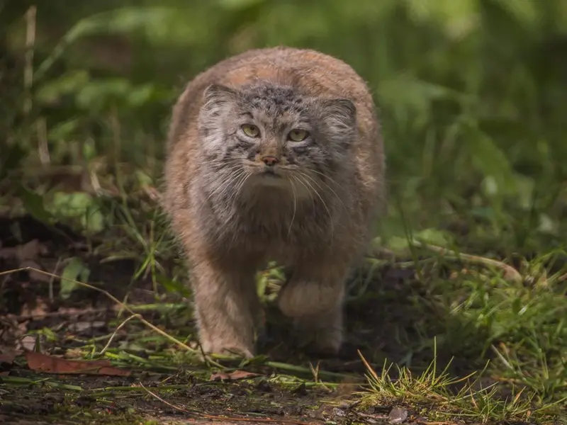 チェスター動物園のマヌルネコの写真