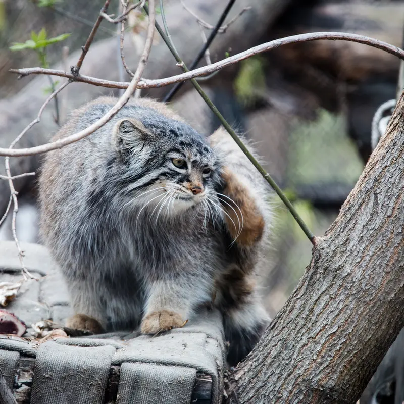 ノヴォシビルスク動物園のゾーシャの写真