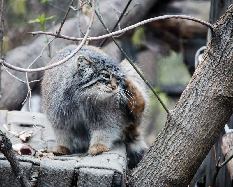 ノヴォシビルスク動物園のゾーシャの写真