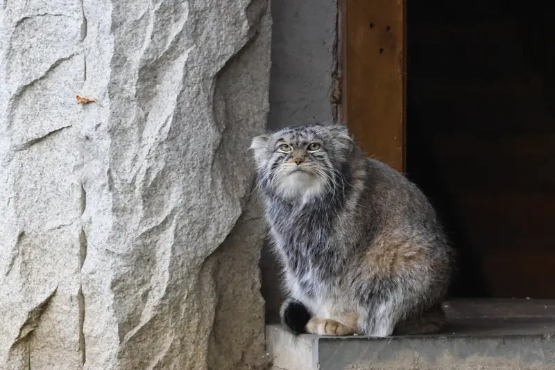 モスクワ動物園のティモフェイの写真