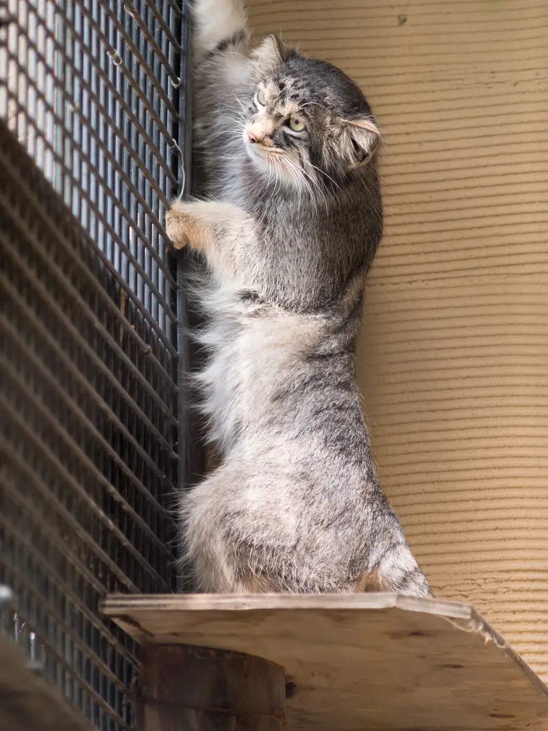 旭山動物園のヒデの写真