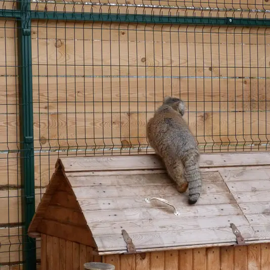 バルナウル動物園「レースナヤ・スカースカ」のペペの写真