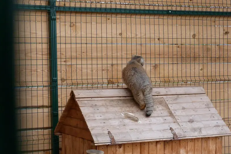 バルナウル動物園「レースナヤ・スカースカ」のペペの写真