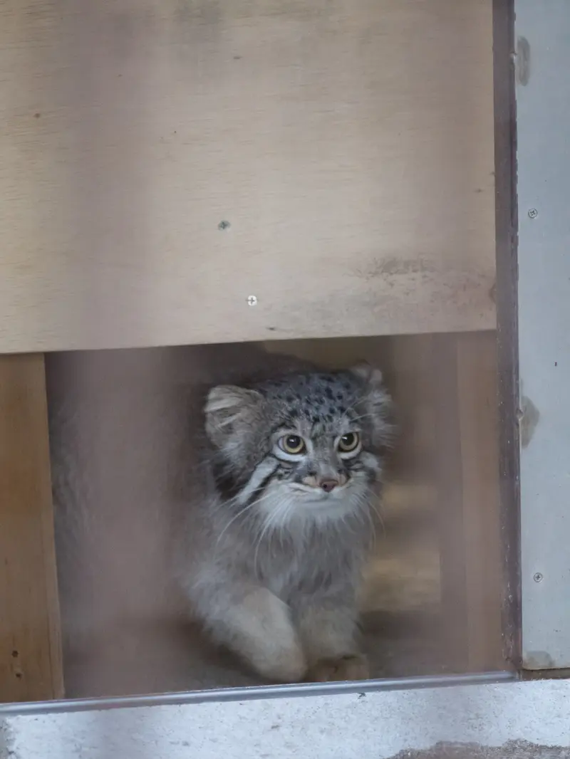 野毛山動物園のフィーガの写真