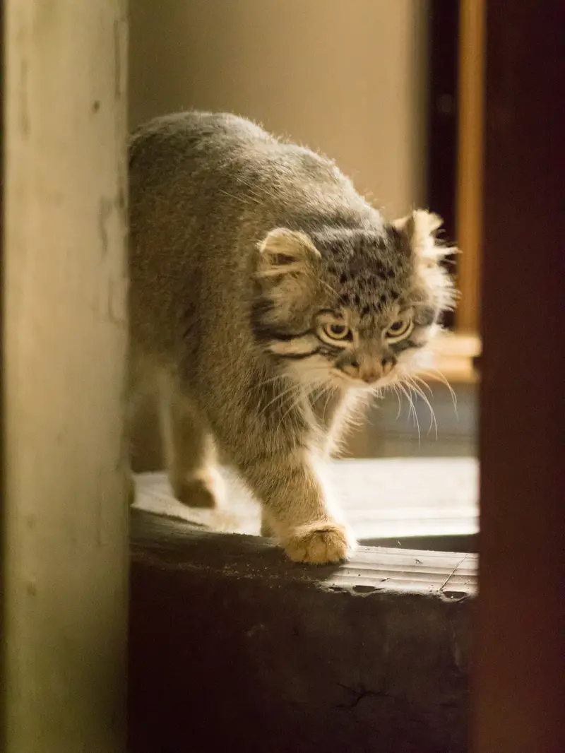 野毛山動物園のフィーガの写真