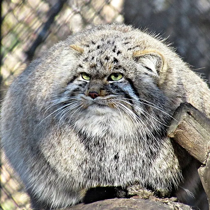 ノヴォシビルスク動物園のマヌルネコの写真