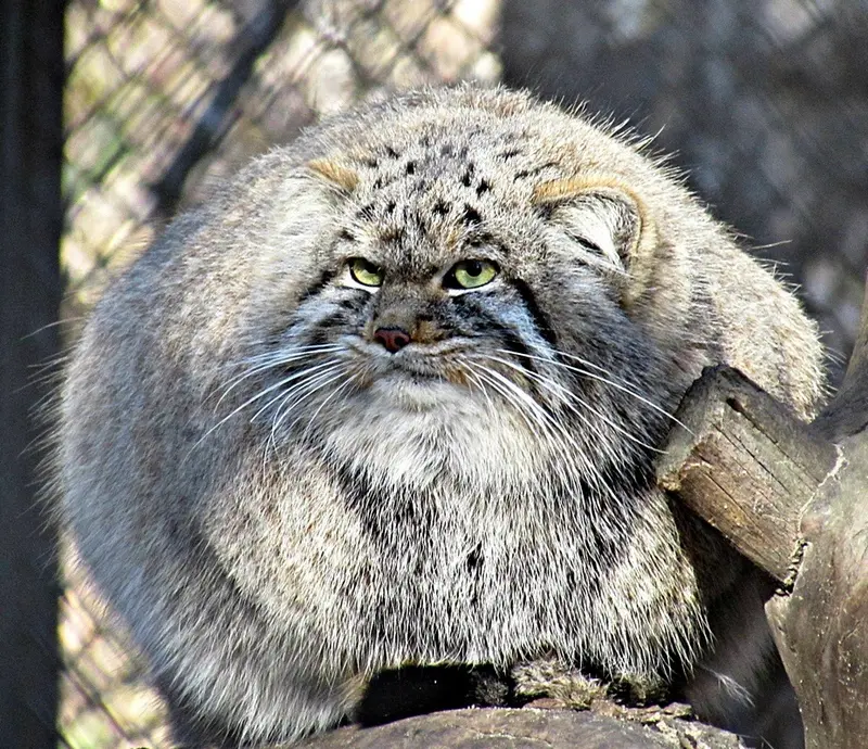 ノヴォシビルスク動物園のマヌルネコの写真