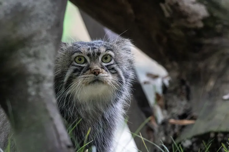 モスクワ動物園のティモフェイの写真