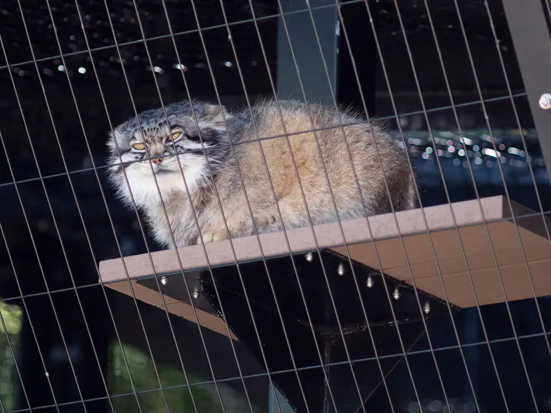 旭山動物園のグルーシャの写真