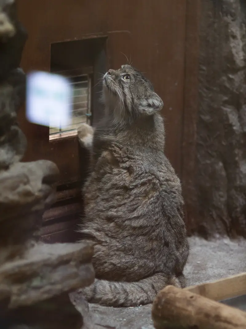 恩賜上野動物園のプリームラの写真