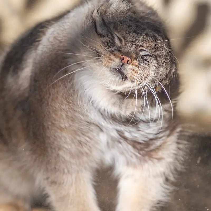 東山動植物園のエルの写真