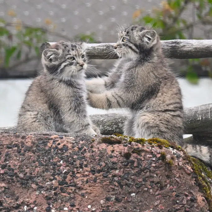 コルケアサーリ動物園のステンとサーガの写真