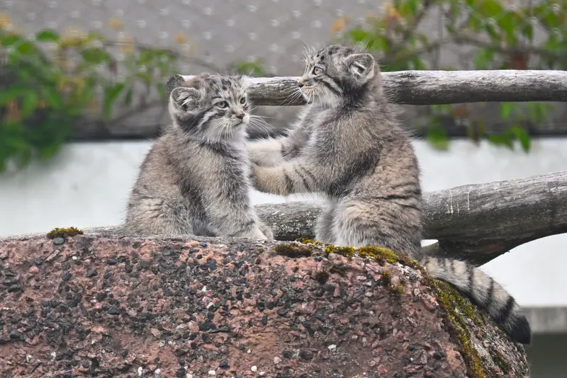 コルケアサーリ動物園のステンとサーガの写真