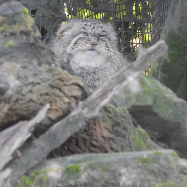 ロッテルダム動物園のコタの写真