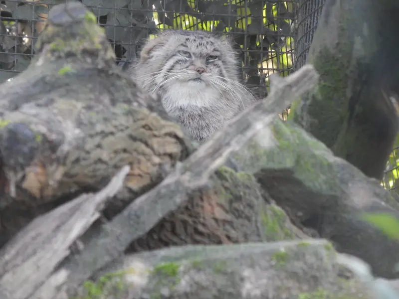 ロッテルダム動物園のコタの写真